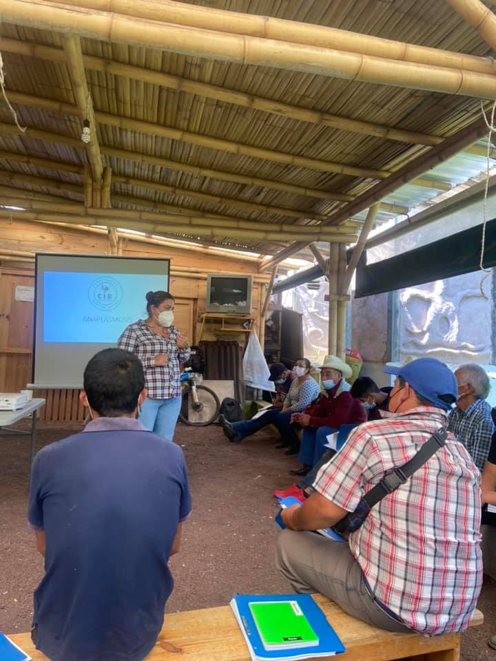 Capacitación bovina con productores en campo