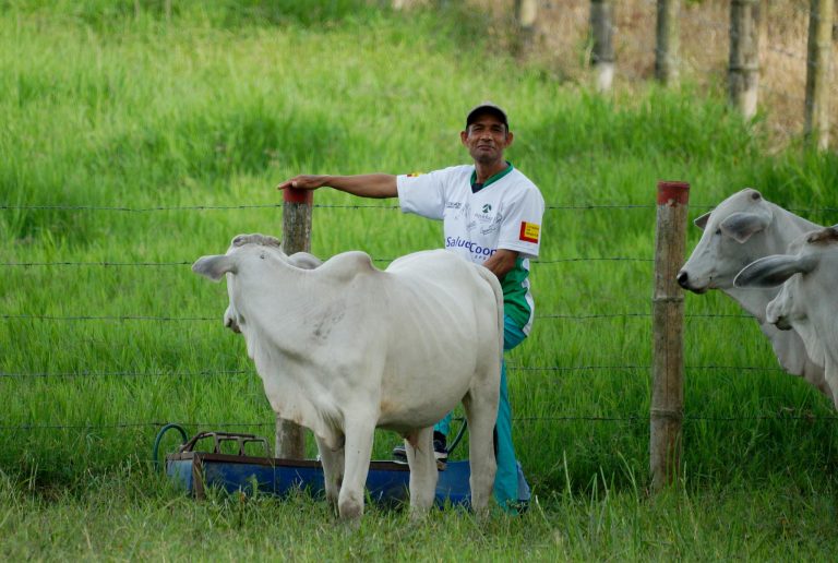 A farm worker standing with Brahman cattle in a green field on a sunny day.