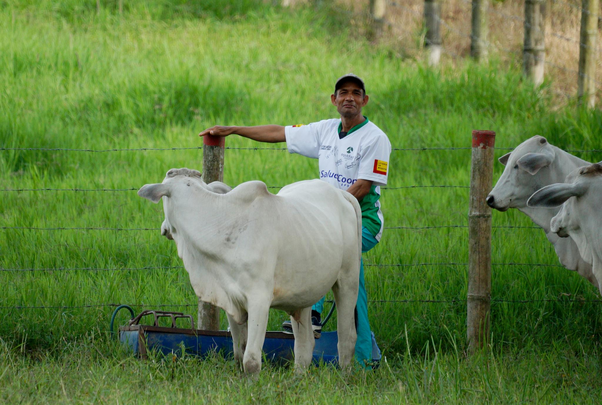 A farm worker standing with Brahman cattle in a green field on a sunny day.