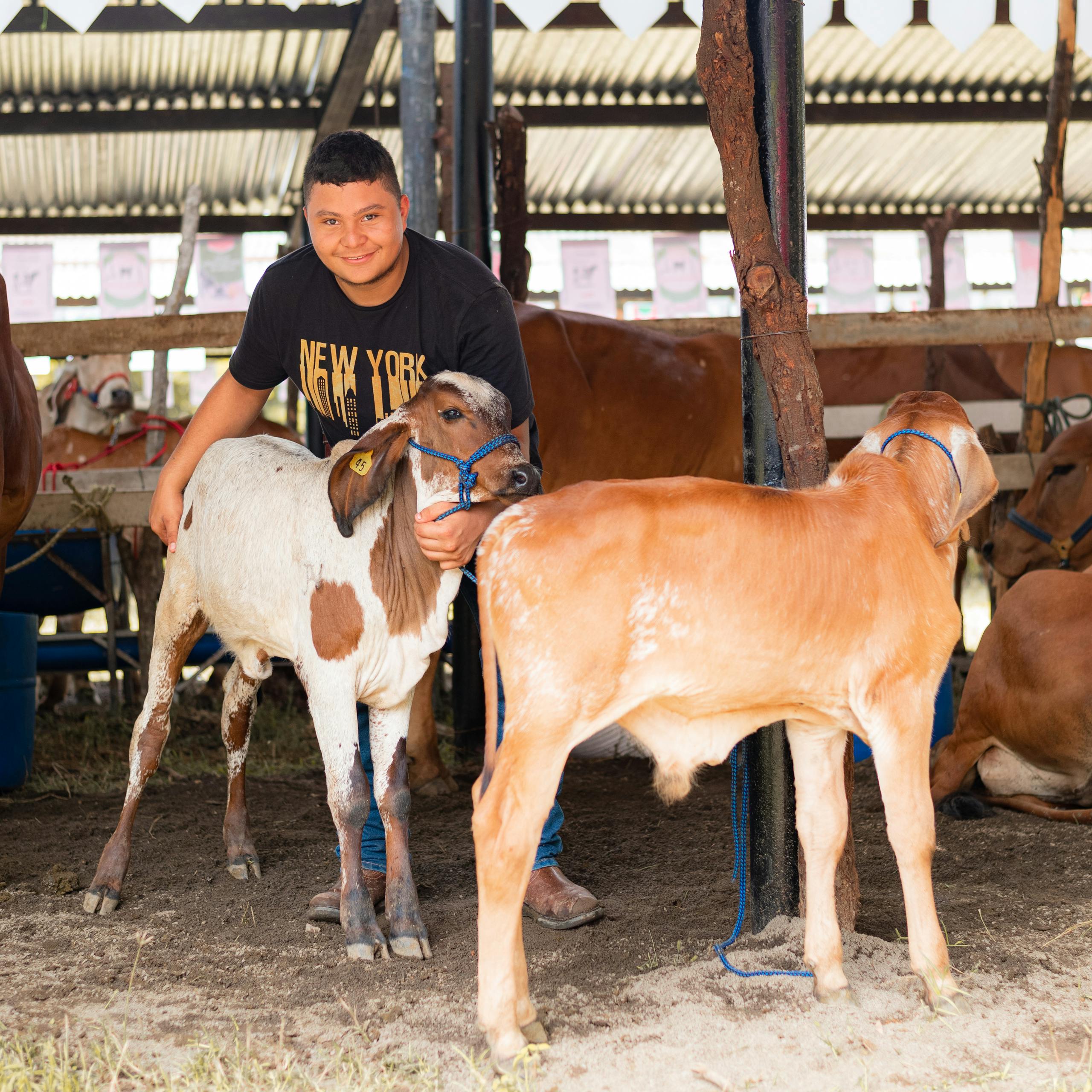 A joyful farmer petting calves in a Santa Rosa de Lima farm, capturing rural life.