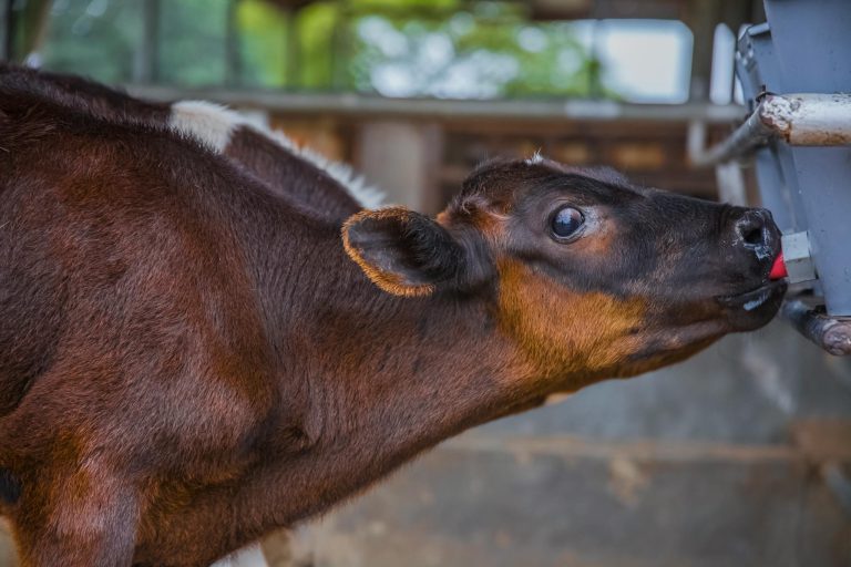 Close-up of a brown cow drinking water at a farm in Uganda, showcasing animal husbandry.