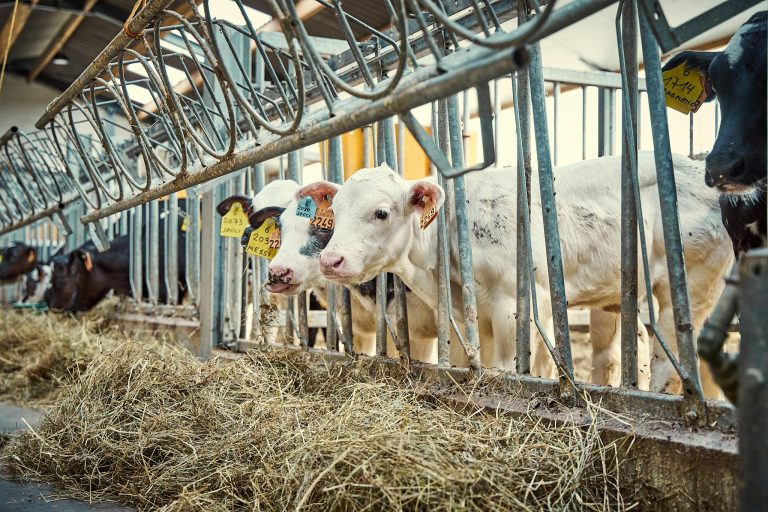 Cows feeding on hay in a modern farm barn, showcasing dairy cattle management.