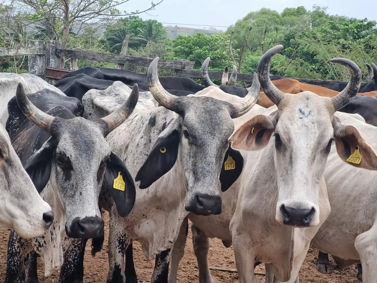 Hato de ganado bovino adaptado a condiciones tropicales