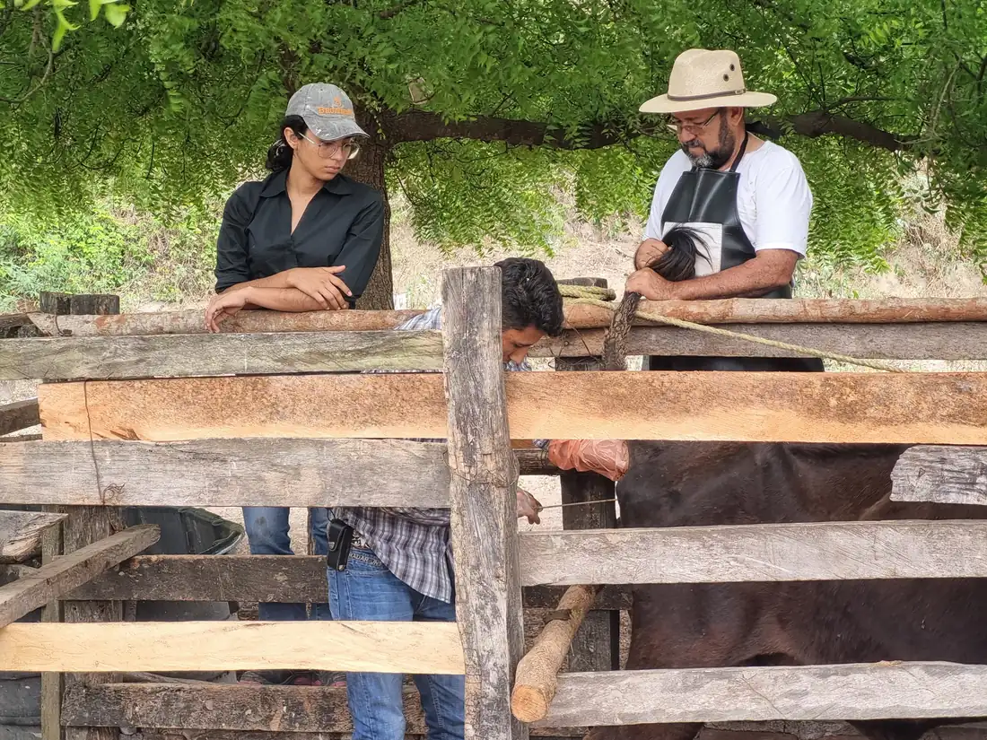 Equipo realizando una práctica clínica con un bovino en campo