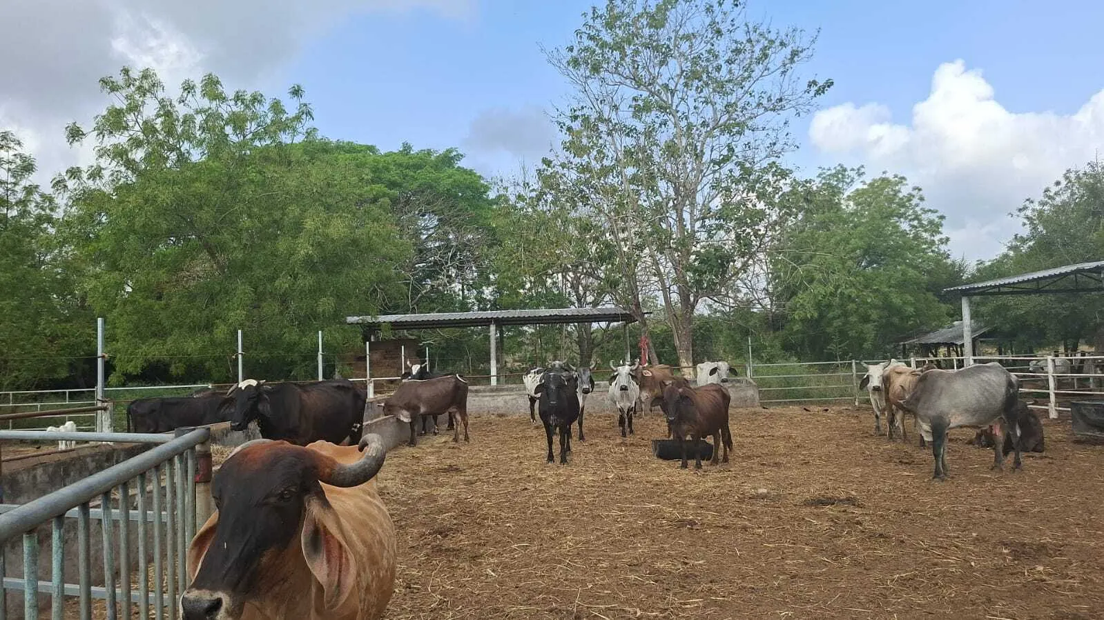 Vista del hato de ganado bovino en Rancho La Campana, unidad de doble propósito reconocida por la FAO